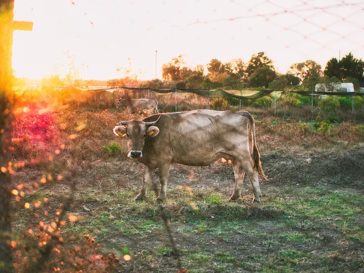 Cow standing in a field at sunset