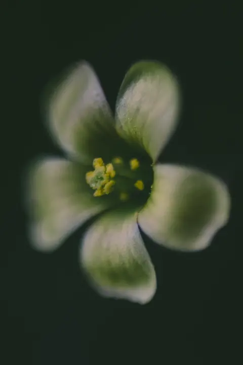 Small pale flower on a dark ground