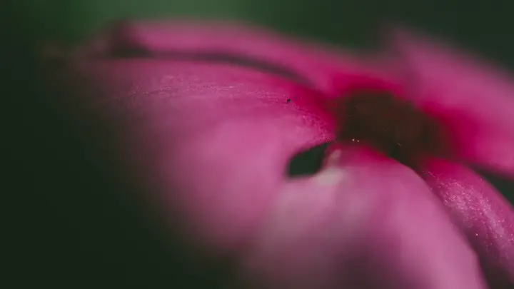 Macro of a magenta flower