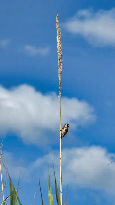 Goldfinch perched on a reed against a blue sky