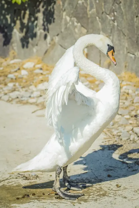 White swan preening its wing
